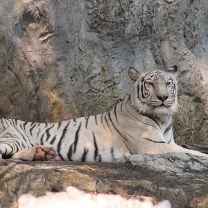 a (mostly) white tiger