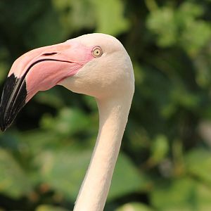 greater flamingo (Phoenicopterus roseus)