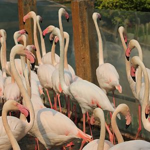 greater flamingoes (Phoenicopterus roseus)