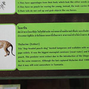 thylacine signage