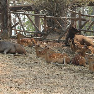 sambar (Cervus unicolor) and chital (Axis axis)