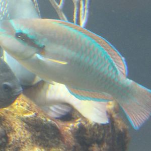 Parrot fish species