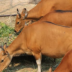 banteng (Bos javanicus)