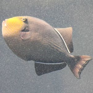 Trigger fish species