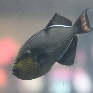 Black triggerfish