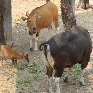banteng (Bos javanicus) and common muntjac (Muntiacus muntjak)