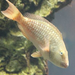 Stoplight parrotfish