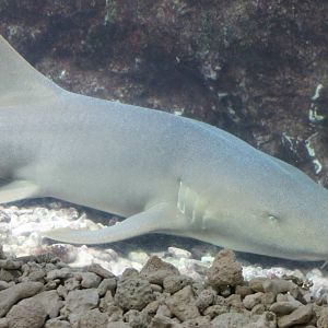 Nurse shark ?