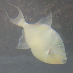 Parrot fish species