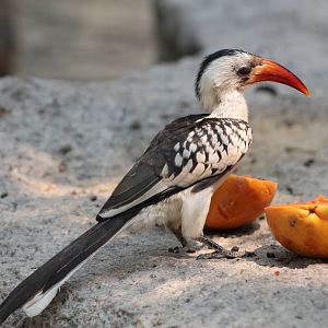 red-billed hornbill (Tockus erythrorhynchus)
