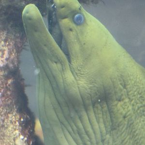 Moray eel species