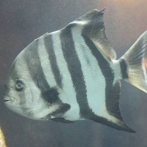 Fish species
