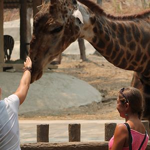 feeding a giraffe