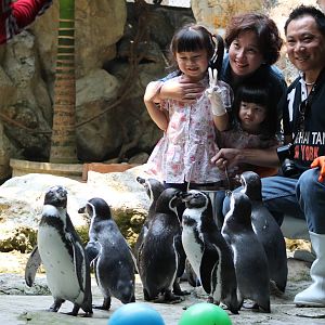 penguin photo-opportunity