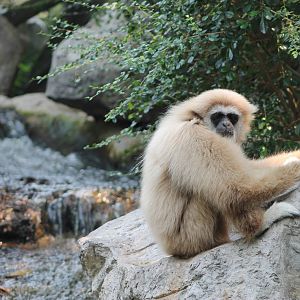 white-handed gibbon (Hylobates lar)