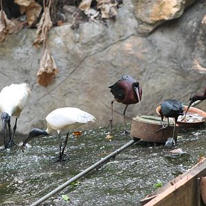 Oriental white ibis (Threskiornis melanocephalus) and glossy ibis (Plegadis