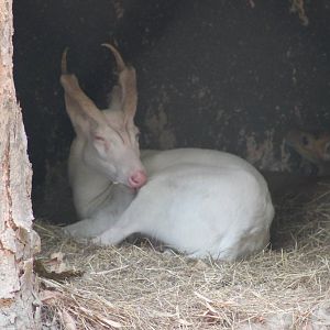 albino common muntjac (Muntiacus muntjak)