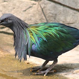 Nicobar pigeon (Caloenas nicobarica)