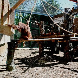 Outdoor orangutan exhibit
