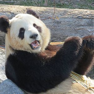 Giant Panda