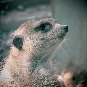 Meerkat