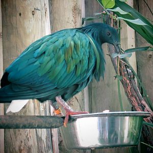Nicobar Pigeon