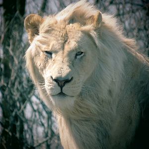 White Lion