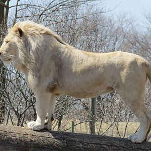 White Lion