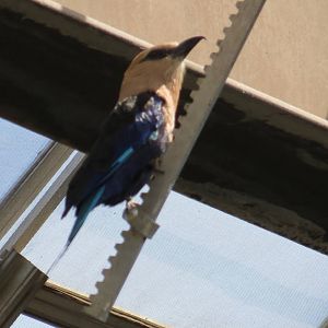 Blue-bellied Roller