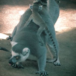 Ring-tailed Lemur