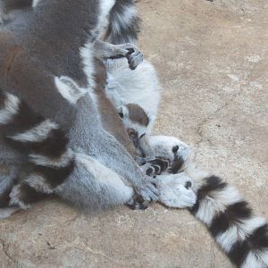 Ring-tailed Lemur
