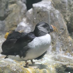 Atlantic Puffin - Apr 2014