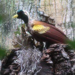 Red Bird Of Paradise - Apr 2014