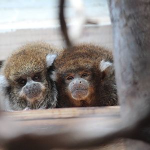 Bolivian Grey Titi Monkey - Apr 2014