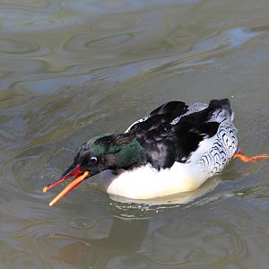 Scaly-sided Merganser - Apr 2014