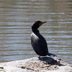 Double-crested Cormorant - Apr 2014