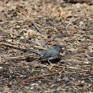 Dark-eyed Junco - Apr 2014