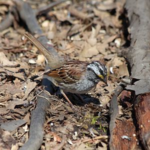 White-throated Sparrow - Apr 2014