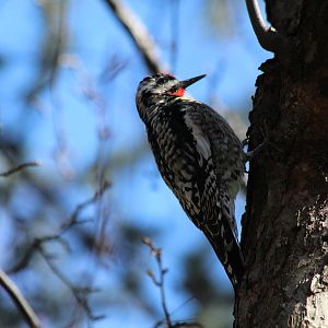 Yellow-bellied Sapsucker - Apr 2014