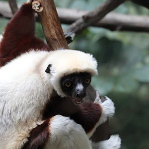 Coquerel's Sifaka - Apr 2014
