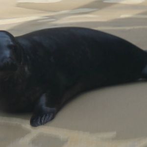 Charles - Gray Seal Pup