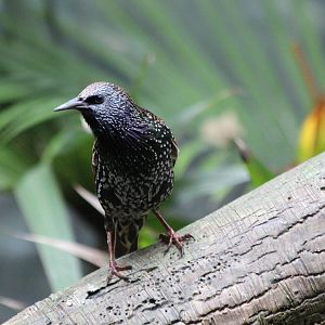 European Starling - Apr 2014