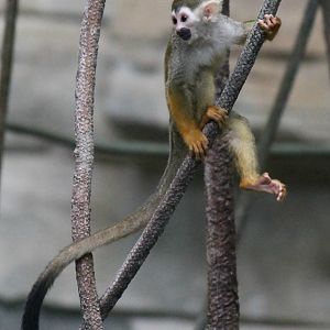 Squirrel Monkey
