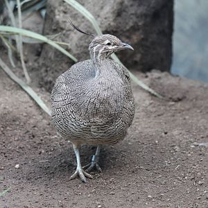 Crested Tinamou - Apr 2014