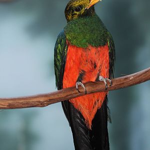 Golden-headed Quetzal - Apr 2014