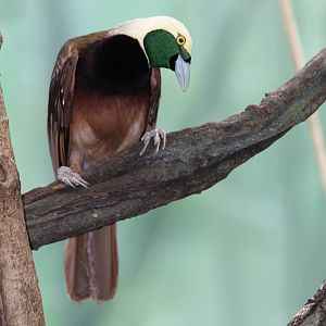 Lesser Bird Of Paradise - Apr 2014