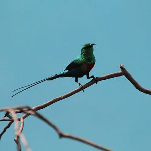 Beautiful Sunbird - Apr 2014