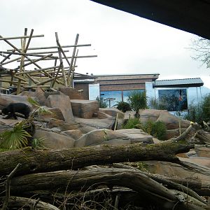 sun bear outside enclosure