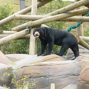 sun bear on rock