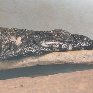 Lace monitor